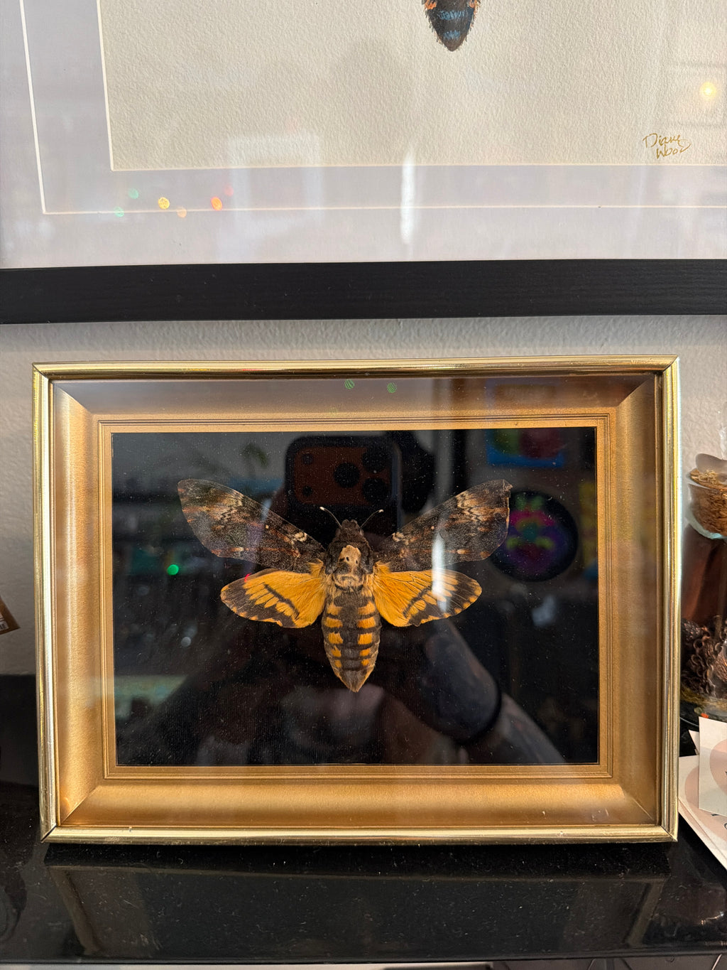 Insect & Flower Framed Art by Dried Botanica