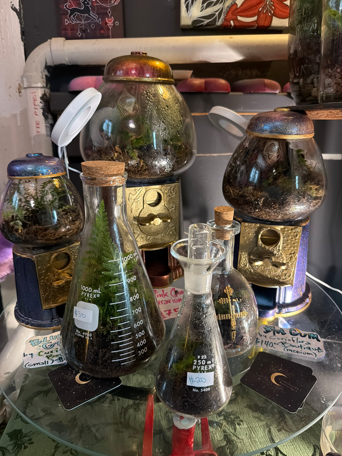 Curioflora Boutique: Amanda Velez: Terrariums