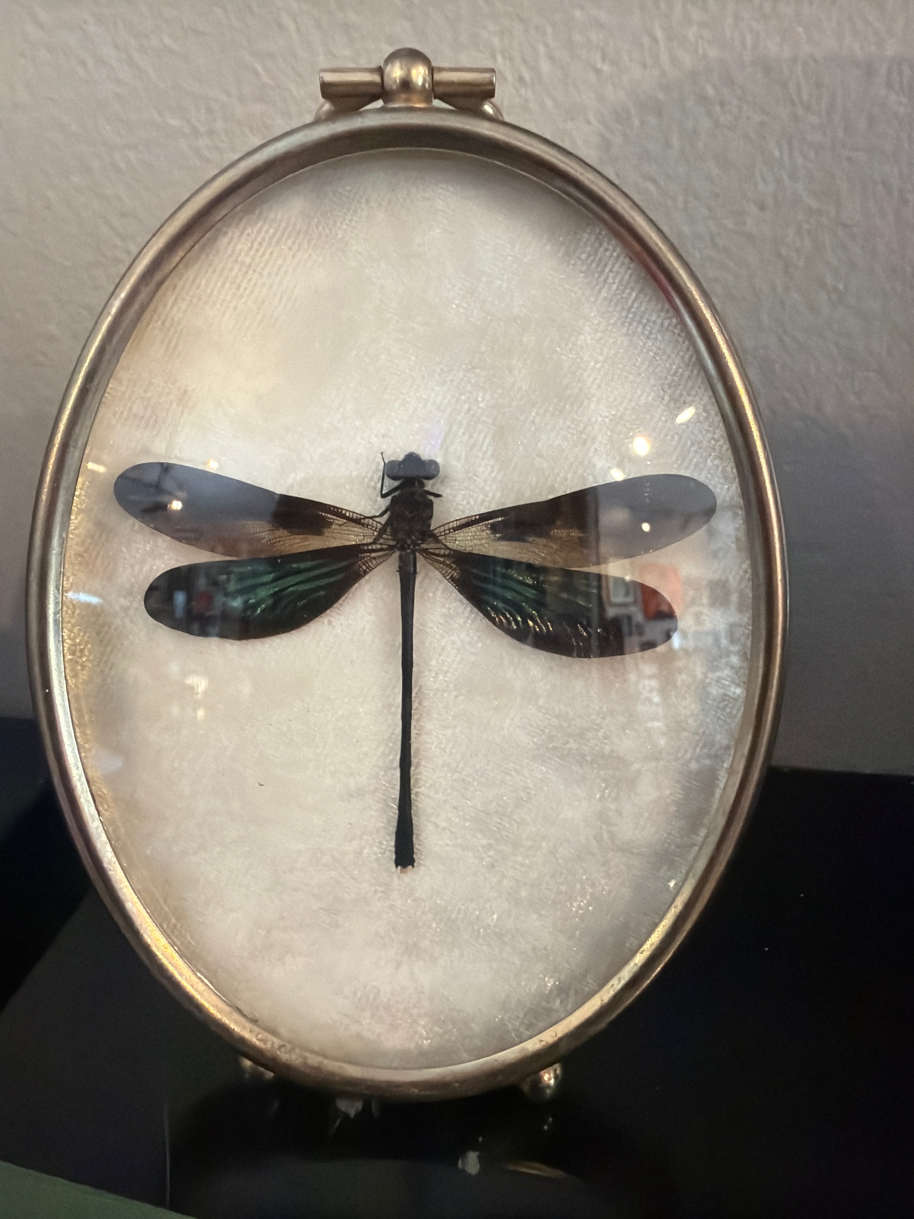 Bubble Footed Gossamerwing Damselfly, mounted in oval frame 4.5"x3" - by Marissa Huber