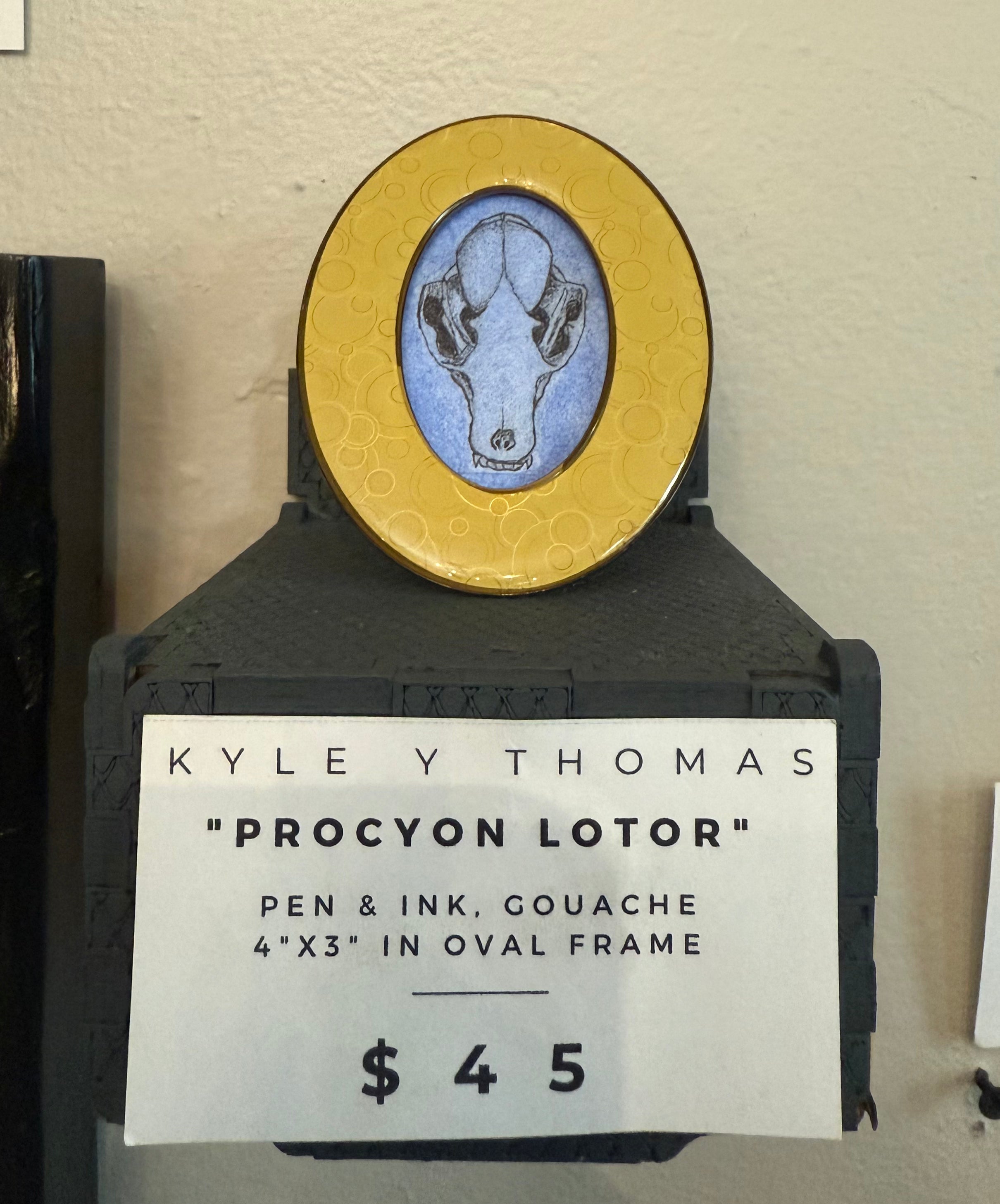 Procyon Lotor: Kyle Y Thomas